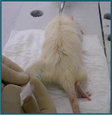 Эктопическая имплантация  в бедренную мышцу (40 мг)